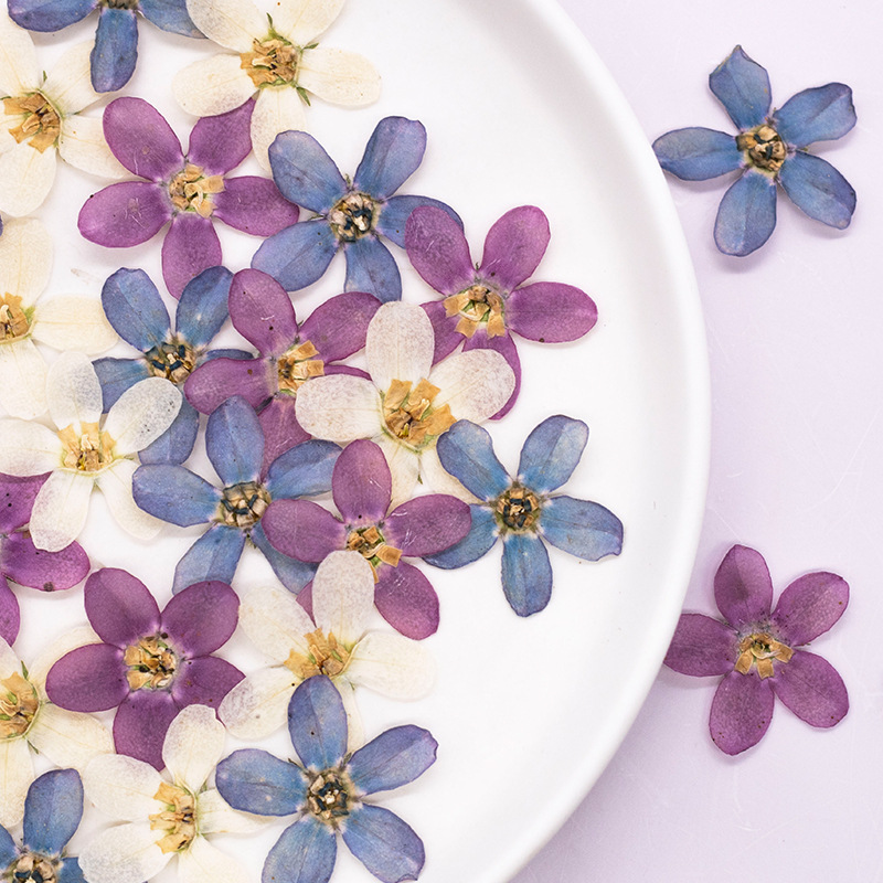 Pressed Flower Art - 12pçs, flor estrela azul prensada, faça