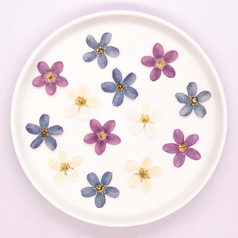 12pçs, flor estrela azul prens - Pressed Flower Art avaliação e preço