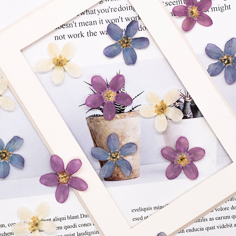 12pçs, flor estrela azul prens - Pressed Flower Art avaliação e preço