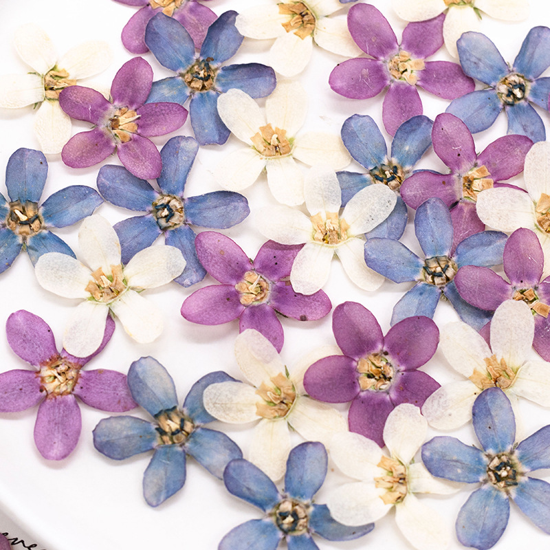 12pçs, flor estrela azul prens - Pressed Flower Art avaliação e preço